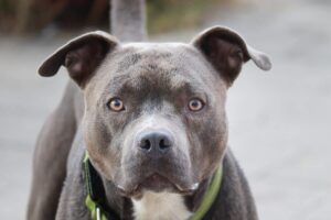 10 Things Every Pit Bull Owner Needs in Their Home