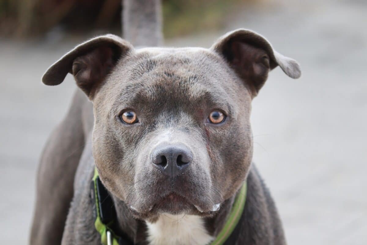 10 Things Every Pit Bull Owner Needs in Their Home