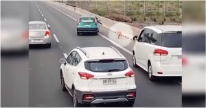 Drivers Ban Together To Guide A Dog Running Loose On
Highway
