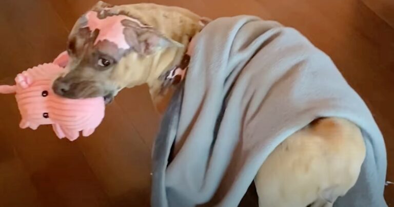 Piggy Toy Motivated Dog In House Fire To Recover, Mom Buys
Every Single One