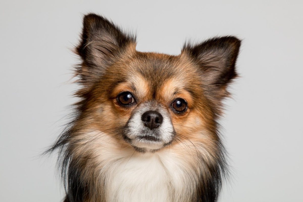 7 Common Health Issues in Chihuahuas and How to Prevent
Them