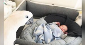 Cockatoo’s Emotional First Meeting with Baby Brother
Captivates the Internet