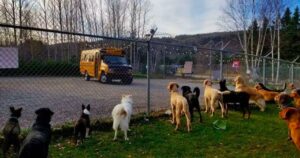 Dogs Heading Home from ‘Daycare’ Do It in the Most Adorable
Way