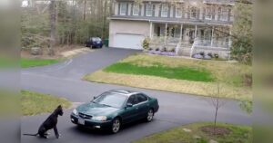 Great Dane Stops Owner in Driveway for the Sweetest ‘Special
Greeting