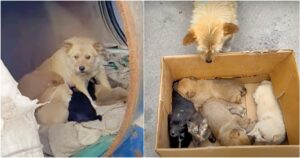Lady Meets Mama Dog ‘Living In Barrel’ With Her Babies But
They’re Not Puppies At All