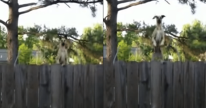 Neighbor’s Dog Finds Trampoline, and the Hilarious Video Is
a Must-See
