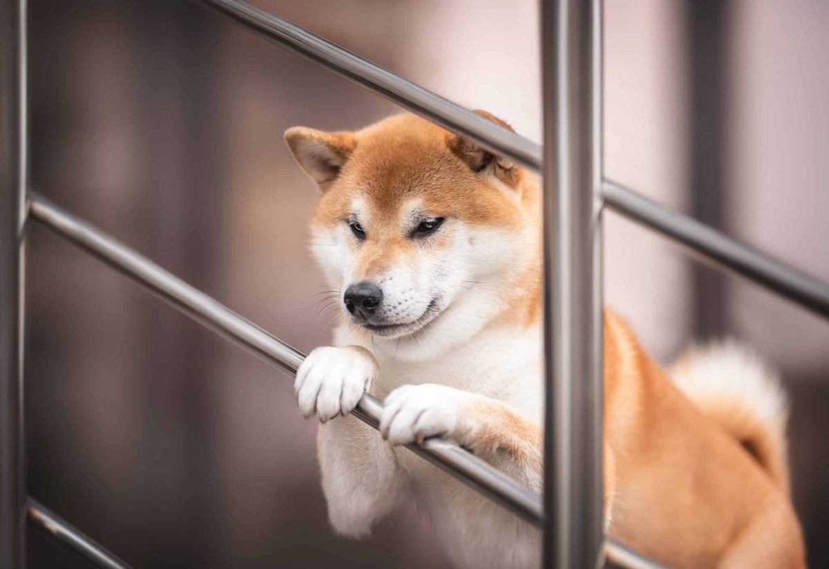 11 Dog Breeds With Remarkable and Unforgettable
Personalities