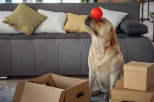 11 Fun Indoor Activities To Keep Your Dog Happy And
Engaged