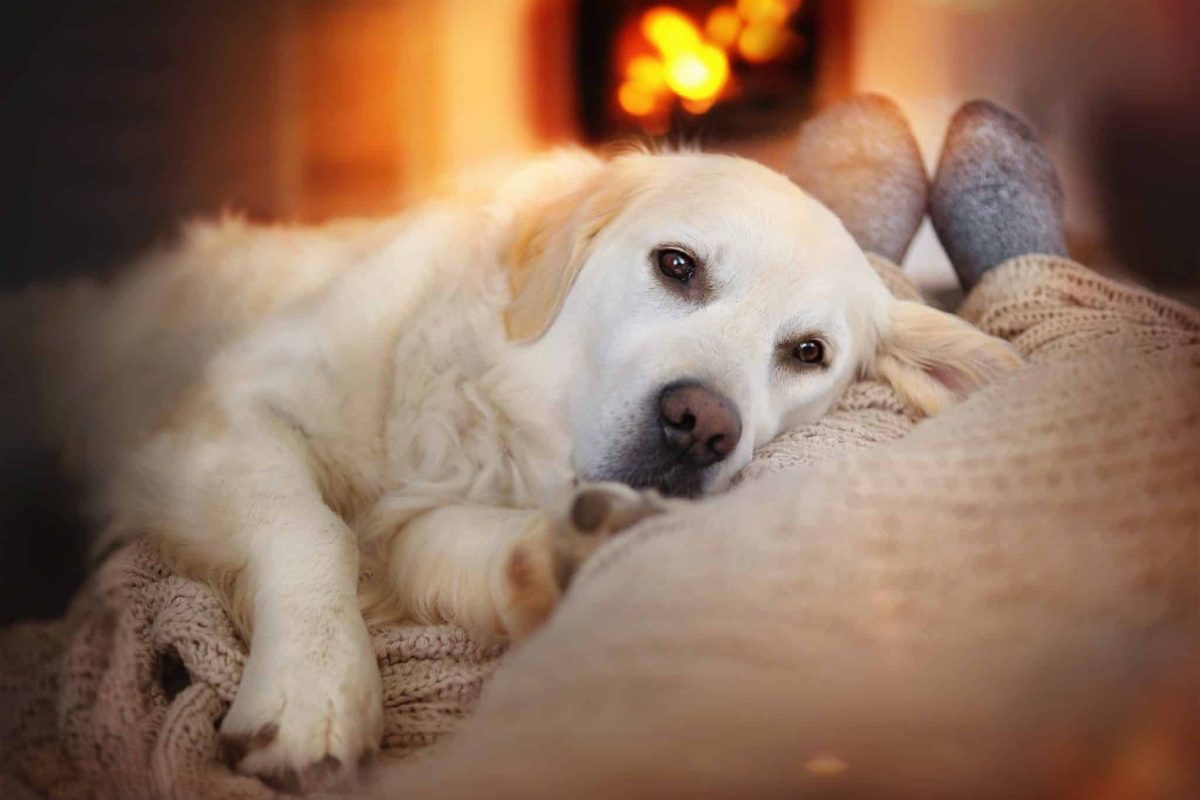 11 Loving Ways Dogs Show Unconditional Devotion To Their
Humans