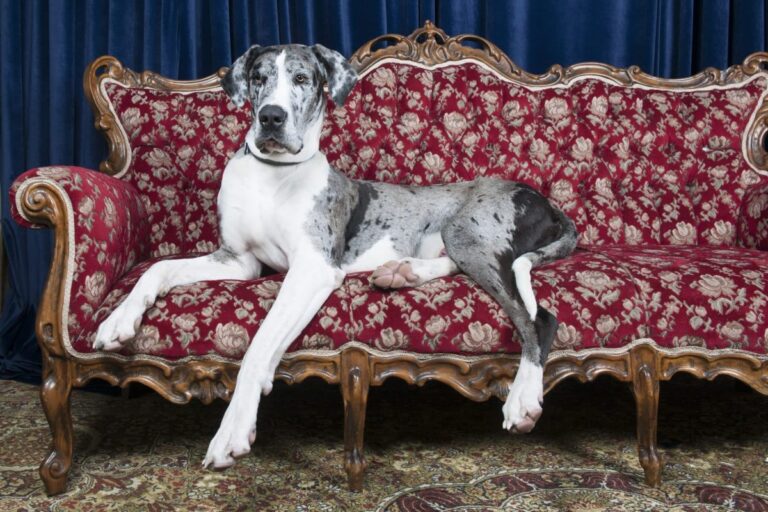 11 Most Relaxed And Calm Dog Breeds For A Stress-Free
Lifestyle