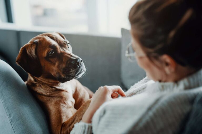 11 Quiet Ways Dogs Watch Over And Protect Their
Families