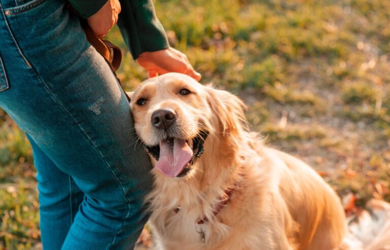 11 Ways Dogs Show Us the True Meaning of Unconditional
Love