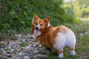 13 Adorable Dog Breeds That Will Keep You Laughing All Day
Long