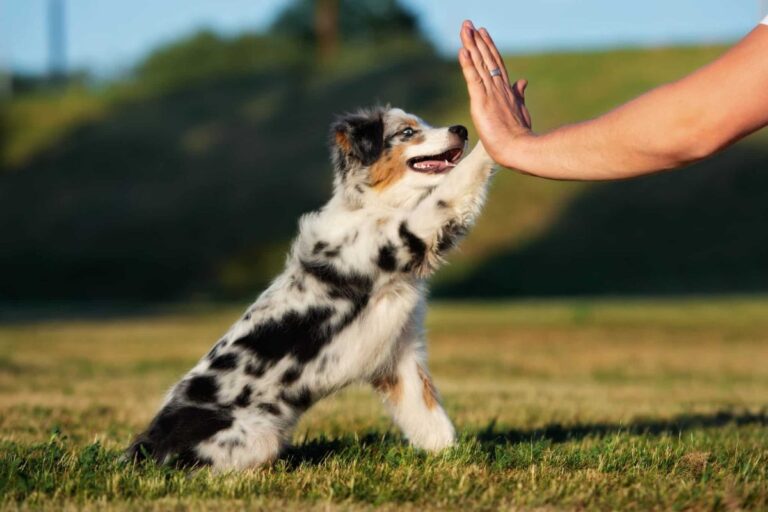 13 Clever Dog Breeds That Love to Show Off Their Funniest
Tricks