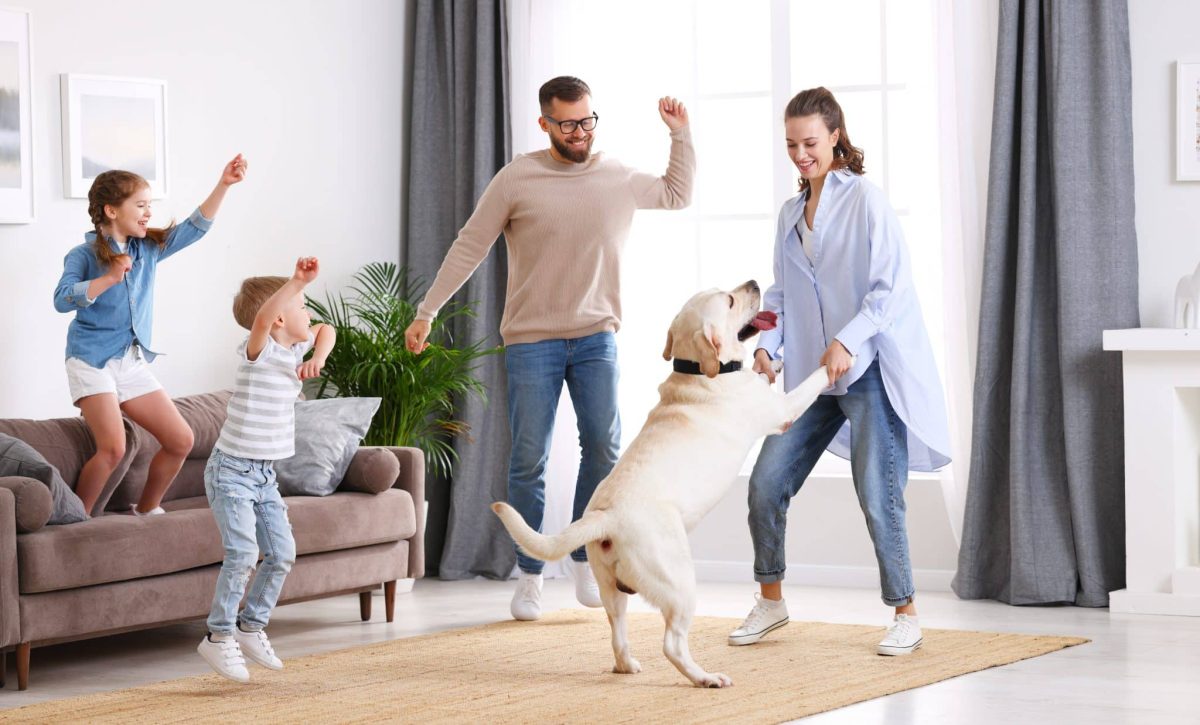 13 Creative Games That Will Keep Your Dog Happy
Indoors