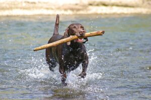 13 Outdoor-Loving Dog Breeds Perfect For Adventurous
Families