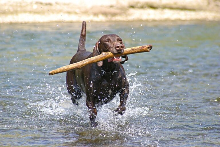 13 Outdoor-Loving Dog Breeds Perfect For Adventurous
Families