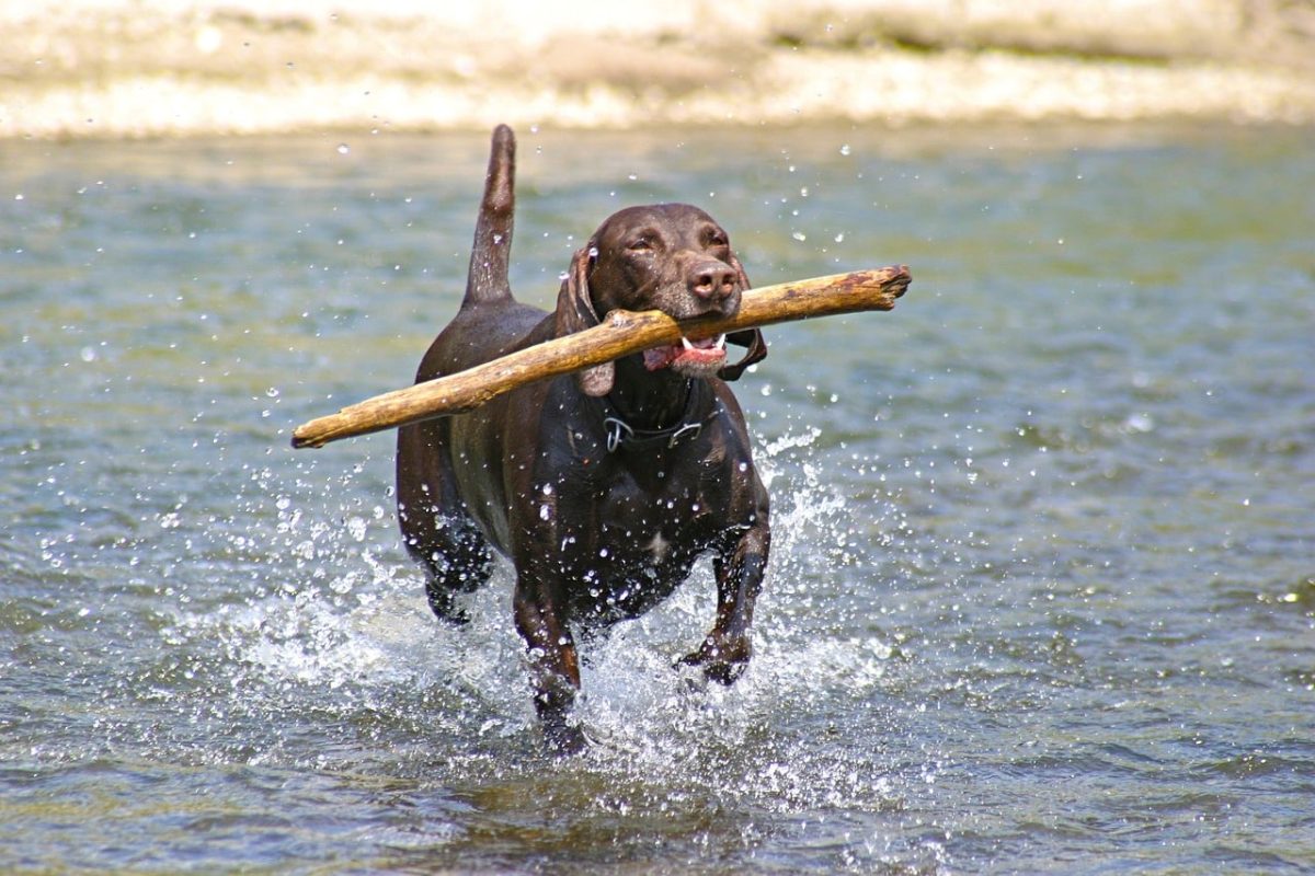 13 Outdoor-Loving Dog Breeds Perfect For Adventurous
Families