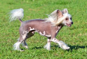 13 Quirky and Unique Dog Breeds You’ll Instantly
Adore
