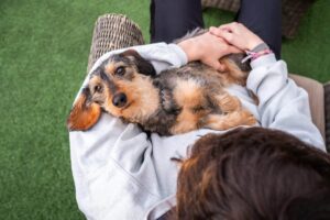 15 Tips to Help Your Dog Feel Safe, Loved, and
Secure