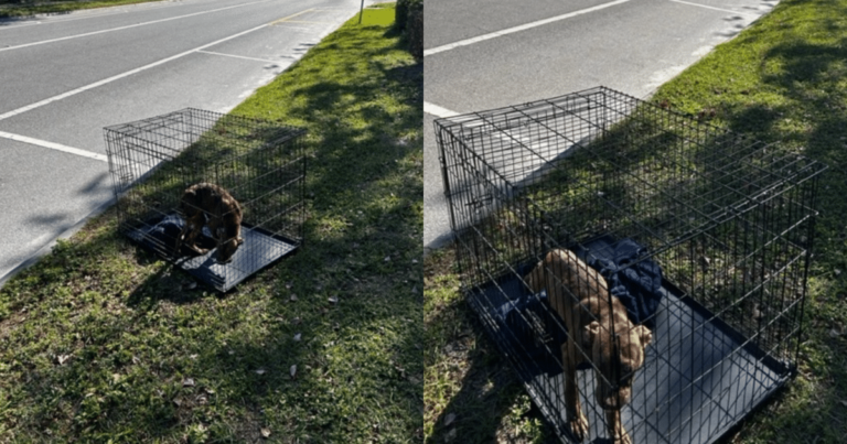 Abandoned Dog Waits Hopelessly by the Road, Hoping for a
Miracle
