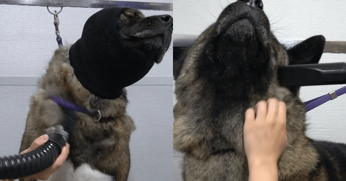 Akita’s Tough Exterior Melts When Groomer Uses the Blow
Dryer—It’s Adorable