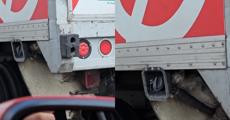 Driver Saves Cat Clinging to Moving Semi Truck in Dramatic
Rescue