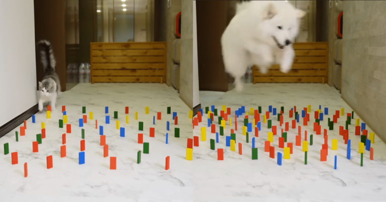Epic Competition: Cat and Dog Take on Obstacle
Challenge