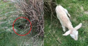 Farmer Stumbles Upon Lost Lamb in the Most Unexpected
Place