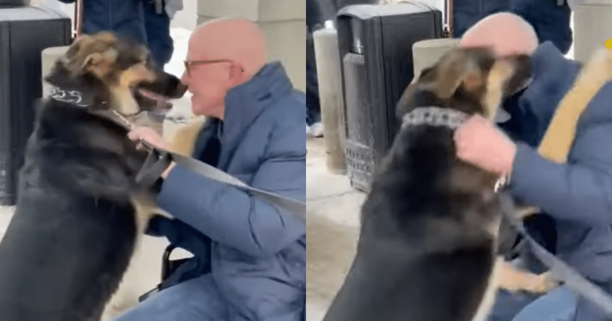 Heroic German Shepherd Reunites with Owner She Kept Alive
During Stroke