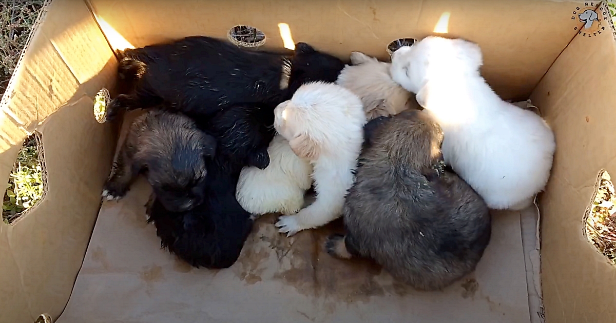 Man Ripped Newborn Puppies From Their Mom &
Abandoned Them On Roadside In Box