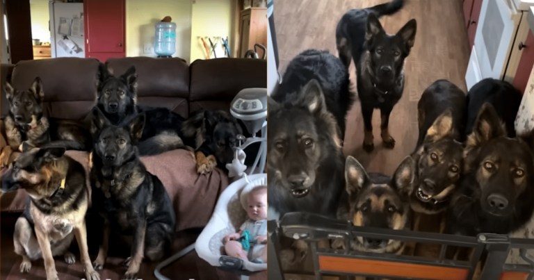 Mom Notices Her Baby’s Funny Behavior After Growing Up with
5 German Shepherds