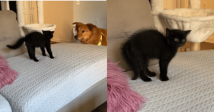 New Kitten’s Fiery Hiss at Family Dog Quickly Turns Into a
Friendship