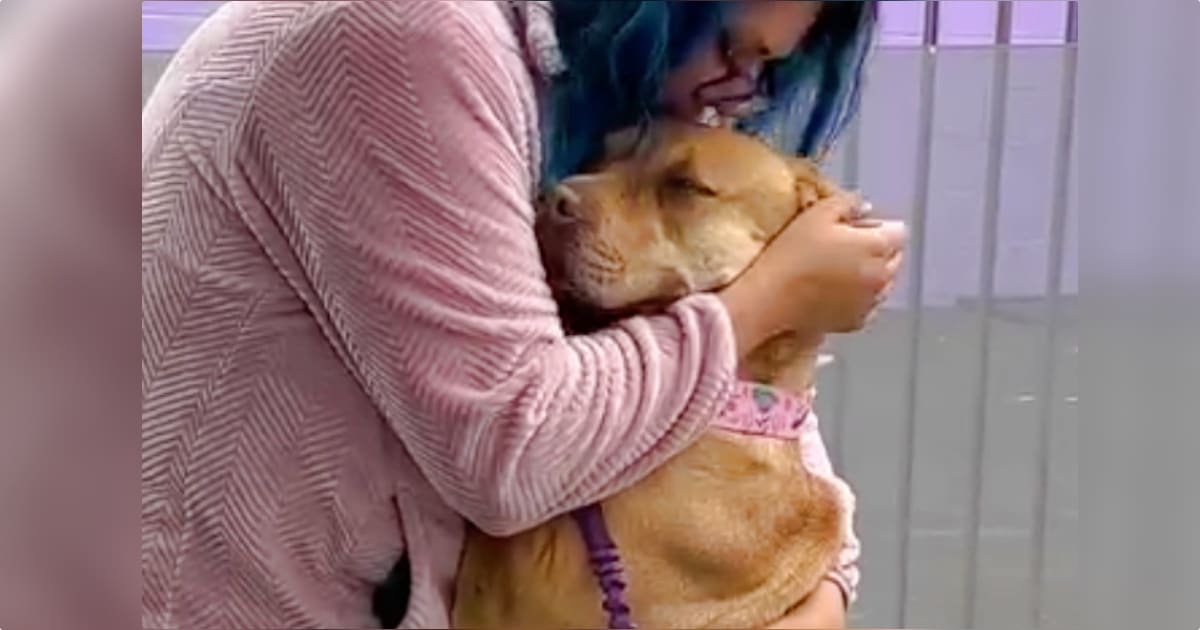Woman Consoles Dog During ‘The Saddest Handoff’ She’s
Experienced